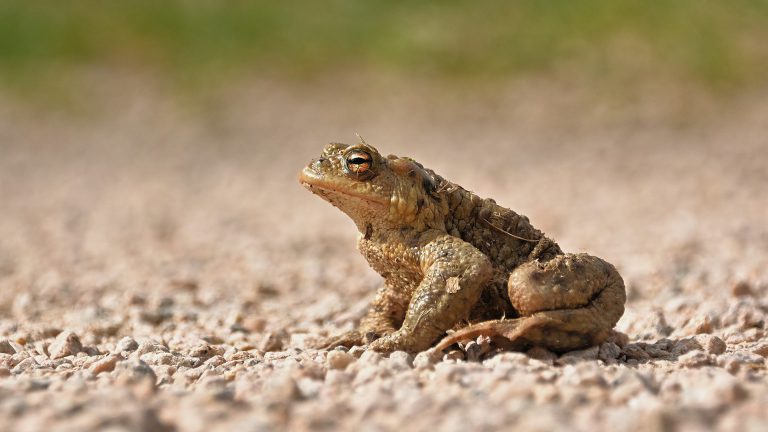 Schutzmaßnahmen bei Krötenwanderung